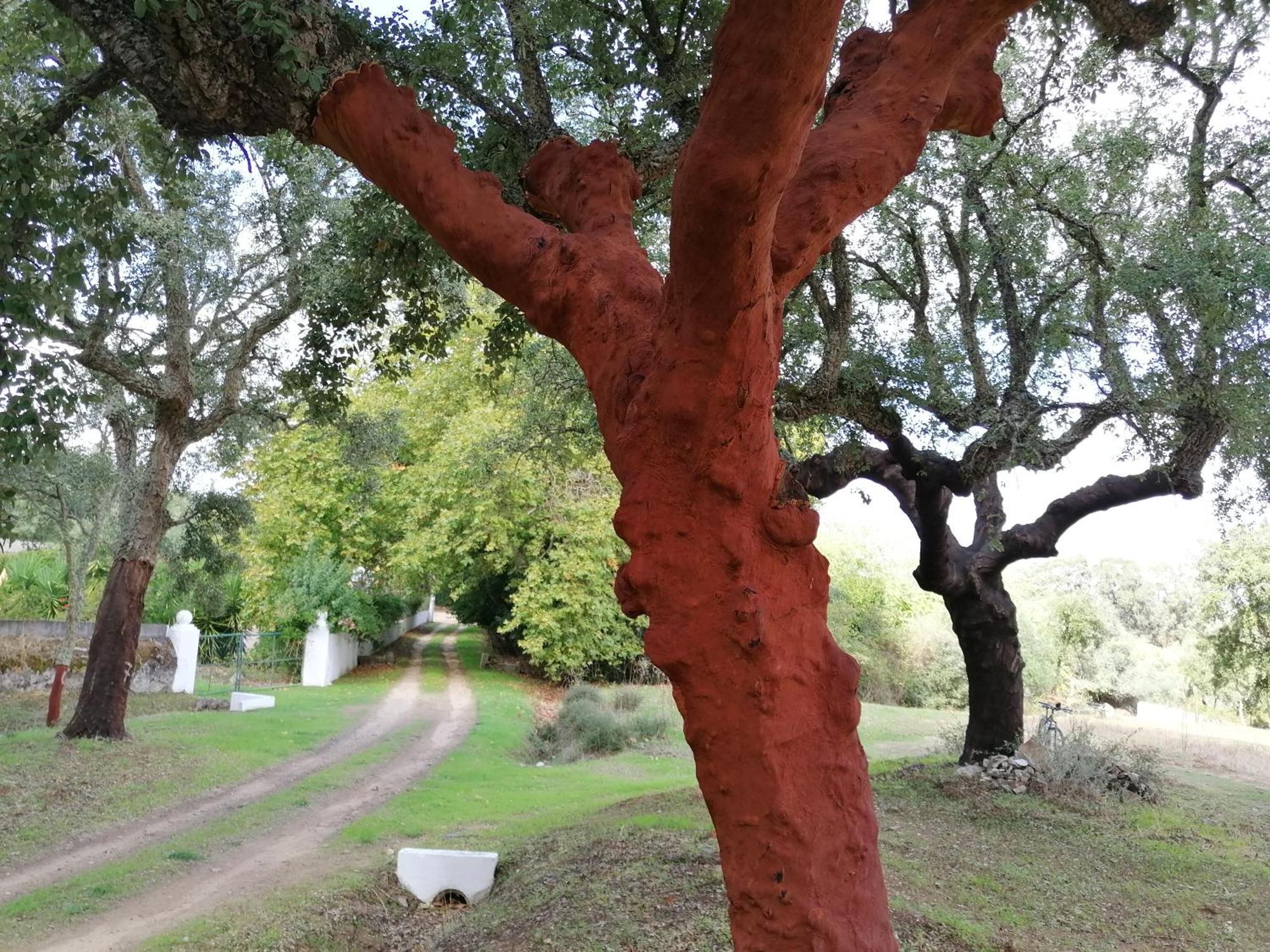 Monte Do Serrado De Baixo Evora Bagian luar foto